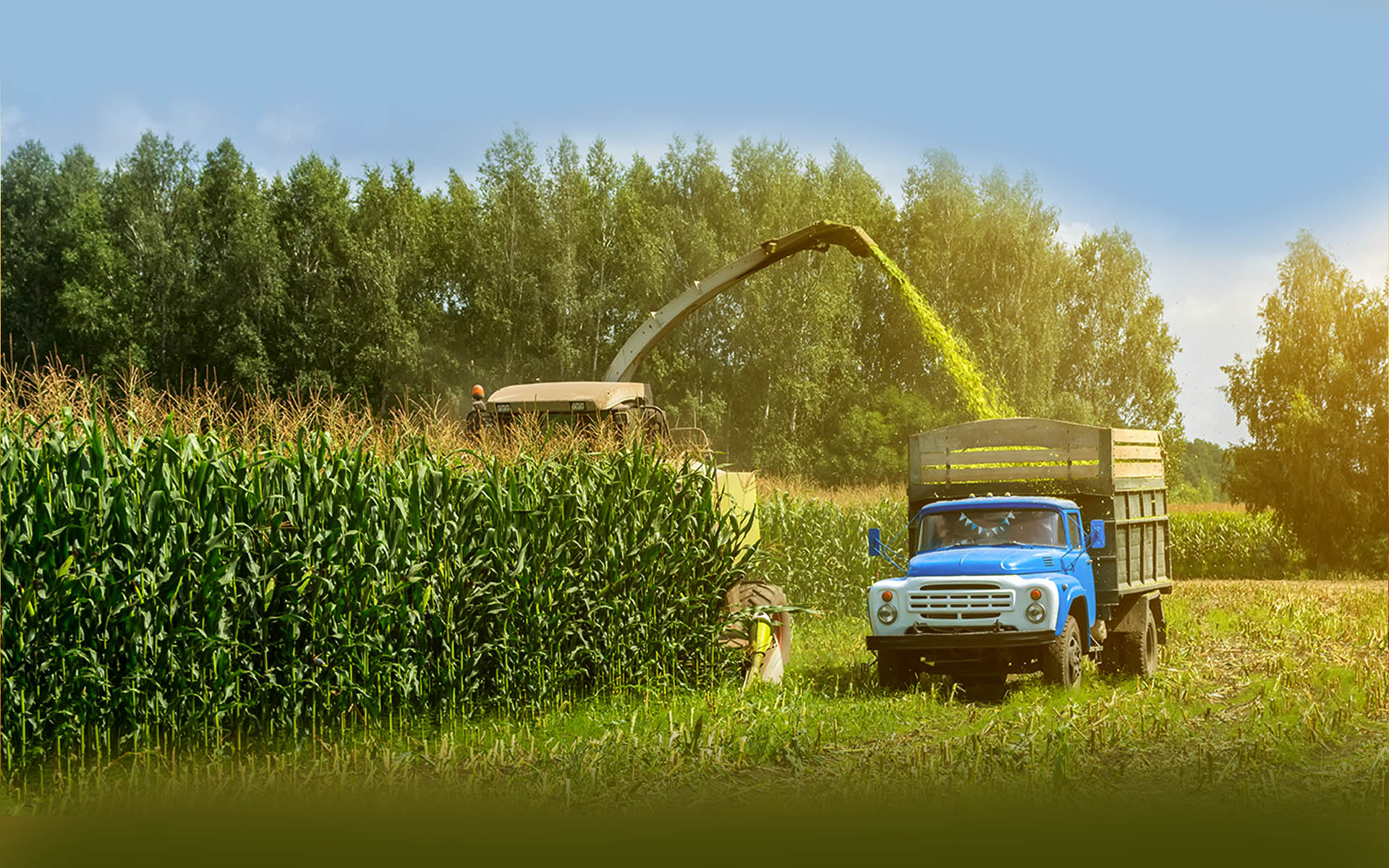 Corn Silage Suppliers in Bangalore | Corn Silage for Sale  |  Corn Silage, Baby Corn Silage manufacturers, suppliers & exporters in Bangalore | corn silage for sale in bangalore |  Milch Corn Silage for sale in Bangalore | Corn silage for sale in bangalore near me | Silage Manufacturers near me | Corn Silage suppliers near me | Corn silage for sale in bangalore near me | Silage for sale near me in bangalore